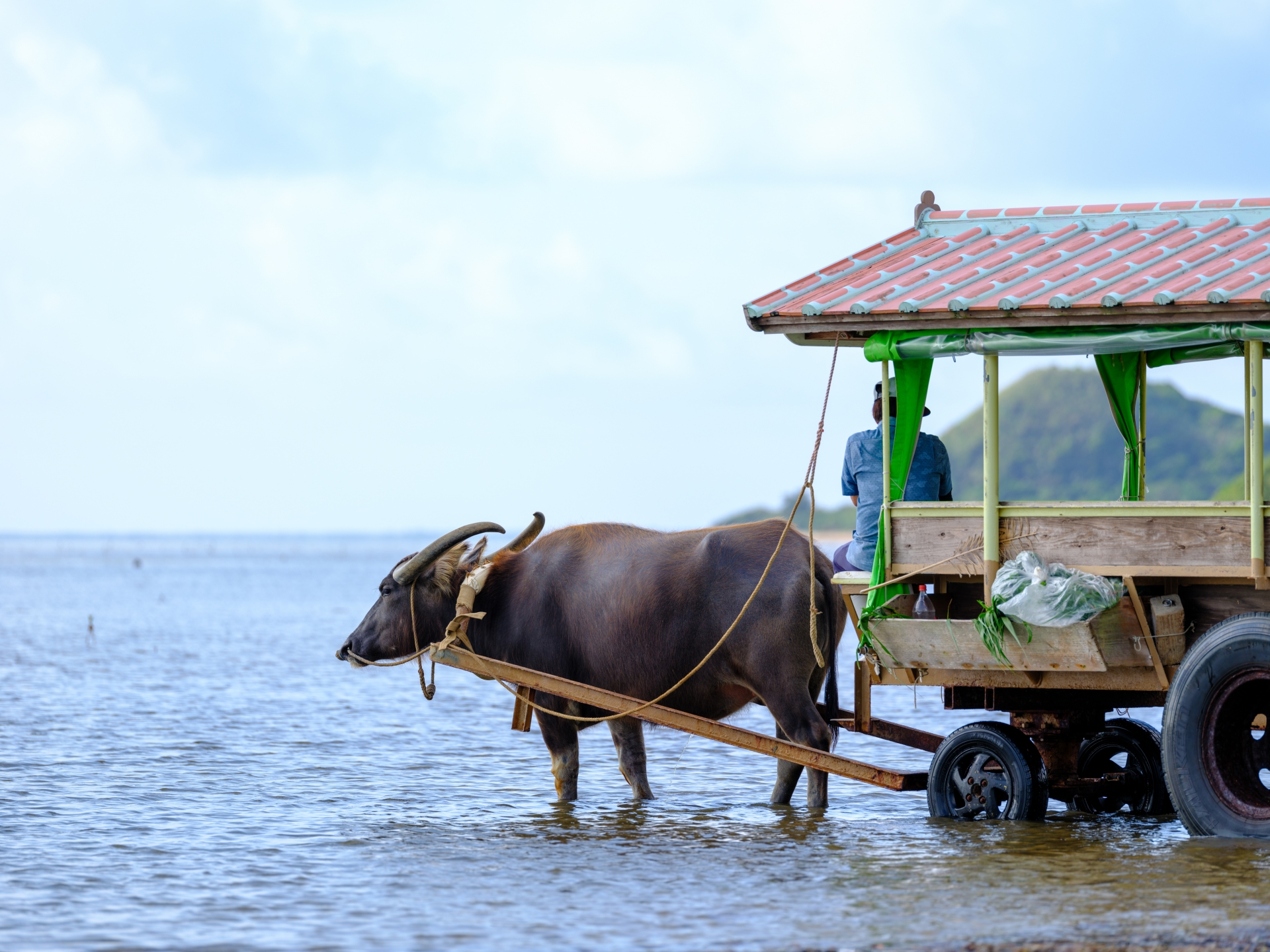 浅瀬を渡る水牛車